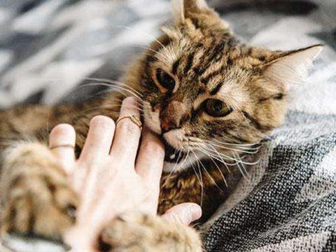 猫咪抱着手轻轻地咬表示什么